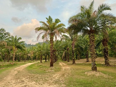 Dattelpalmen Plantage